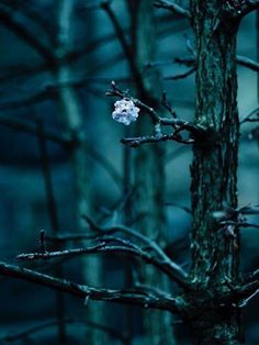 a white flower sitting on top of a tree branch in the dark night time with no leaves