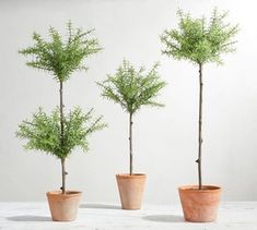 three small trees in clay pots sitting on a white countertop next to each other