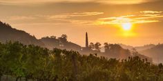 the sun is setting over some vineyards