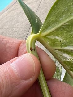 a close up of a person's hand holding a plant with green leaves on it