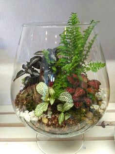 a glass bowl filled with plants and rocks