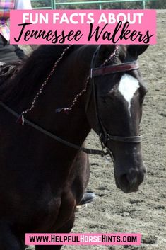 a woman riding on the back of a brown horse in an arena with text overlay that reads fun fact about tennessee walkers