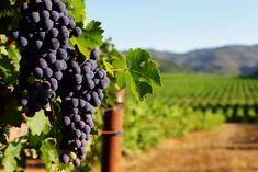 the grapes are ready to be picked in the vineyard