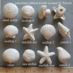 there are many different sea shells on the table and one is labeled with names for each starfish