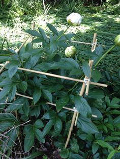 some green plants with sticks sticking out of them in the grass and bushes behind them