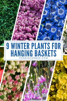 Article showcasing the 9 best winter plants for hanging baskets, ideal for adding color and texture to your garden during the colder months.

Winter Garden, Winter plants, Hanging basket