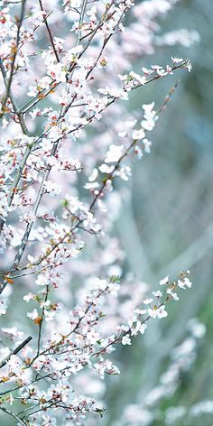 white flowers are blooming on the branches of a tree in front of a blurry background