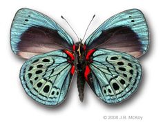 a blue and red butterfly sitting on top of a white surface with its wings open