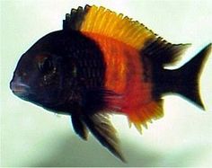 an orange and black fish with yellow fins