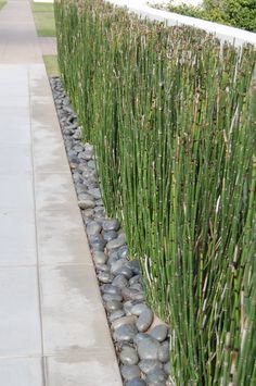 the grass is growing along the side of the road