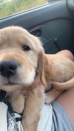 a person holding a puppy in the back seat of a car while it's being held by someone