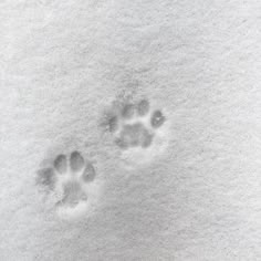 an animal paw prints in the snow