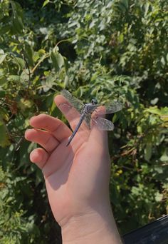 a hand holding a small dragonfly in front of some bushes and trees with green leaves