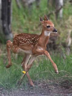 a young deer is running through the grass