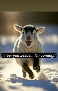 a sheep is running through the snow with its mouth open and it says, i hear you jesus i'm coming