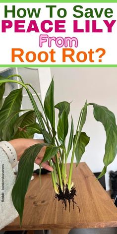 how to save my peace lily from root rot - "Root rot treatment, Peace Lily care tips, Preventing root rot in indoor 
plants, Signs of overwatering Peace Lily, Identifying root rot in 
houseplants"- Peace Lily Droopy Leaves
- Peace Lily Root Rot
- Peace Lily Roots
- Peace Lily Underwater
- Peace Lily Underwatered- Peace Lily Dying
- Peace Lily Watering
- Peace Lily Yellow Leaves
- Peace Lily Yellow Tips
- Peace Lily Yellowing Leaves
- Peace Lily Brown Tips
- Peace Lily Flowers Turning Brown Popular House Plants, Root Rot, Peace Lily, In Peace, The Signs, Say Goodbye