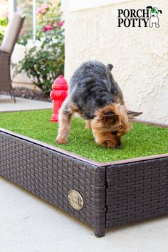 a small dog is sniffing the grass in front of a house with a fire hydrant