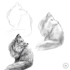 art drawing sketch artist tutorial arteducation skills fox animal education draw cremission arttutorial animaldrawing Learning Drawing, Realistic Animal Drawings, Pencil Drawings For Beginners, Fox Animal, Pencil Drawings Of Animals, Art Drawing Sketch, Animal Drawings Sketches, Animal Education