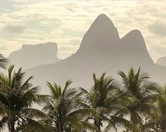 palm trees and mountains in the background