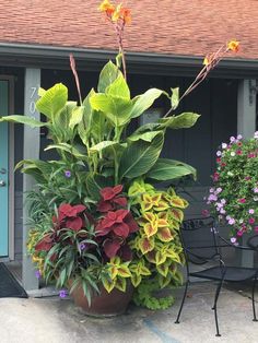 a large potted plant sitting on top of a patio