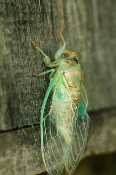 a cica hanging from the side of a wooden wall