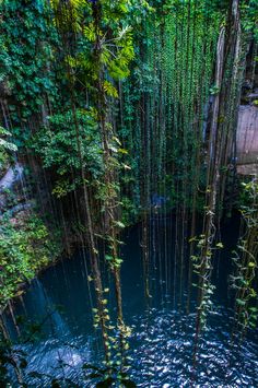 the water is surrounded by trees and plants