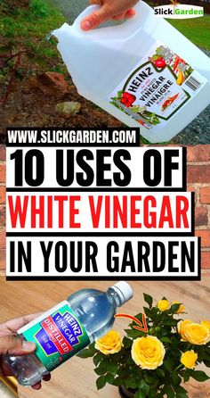 the top 10 uses of white vinegar in your garden, and how to use it