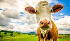 a brown and white cow standing on top of a lush green field under a cloudy blue sky