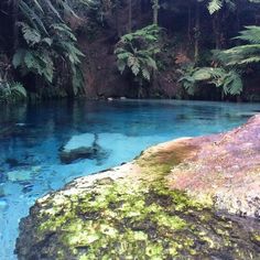 the blue pool is surrounded by trees and mossy rocks, which are covered in lichen