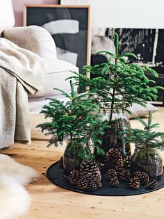 a small pine tree sitting in a glass vase on top of a wooden table next to a couch