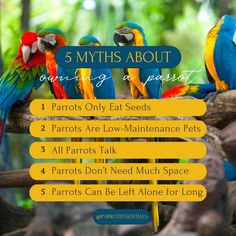 five colorful parrots sitting on a tree branch with the words 5 myths about caring for a parrot