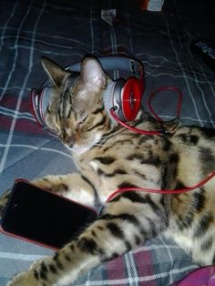 a cat laying on top of a bed wearing headphones