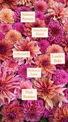 a bunch of pink flowers with labels on them that say names and date for each flower