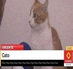 an orange and white cat sitting on top of a tv screen with the caption urgente gato