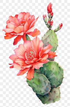 watercolor painting of pink and green cactus flowers, hd png clipart image with transparent background