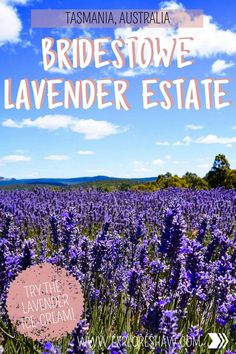 a field full of purple flowers with the words bridestowe lavender estate