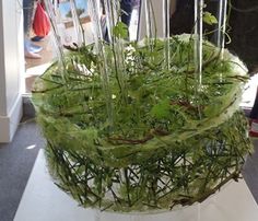 a green plant is growing in a glass bowl on a white pedestal with people looking at it