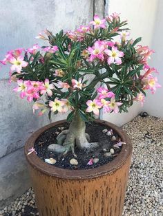 a potted plant with pink and white flowers sitting on gravel next to a wall