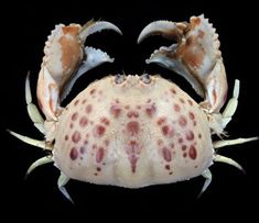 a close up of a crab on a black background