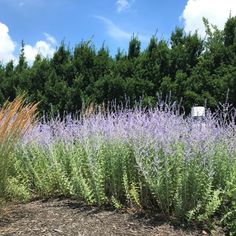 purple and green plants in front of some trees