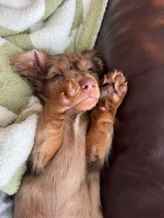 a small brown dog laying on top of a couch