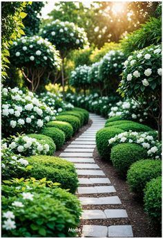 a garden path lined with white flowers and bushes