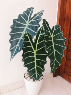 two large green and white leafy plants in a pot on a tile floor next to a wooden door