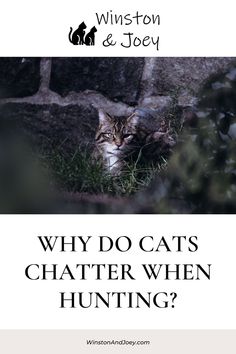 Why Do Cats Chatter When Hunting? Kitten Behavior, Staring Out The Window, Cat Hacks, Cat Owner, Morse Code, Cat Stuff, Cat Owners, Squirrels, A Cat