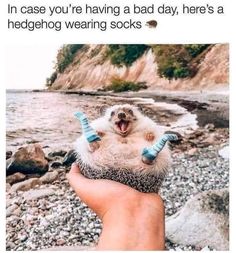 someone holding a hedgehog in their hand with the caption saying, when you're having a bad day, there's a hedgehog wearing socks