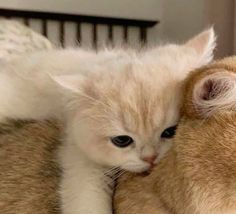 a kitten is cuddled up to a stuffed animal