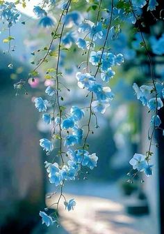 some blue flowers are hanging from a tree