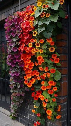 colorful flowers growing on the side of a brick building