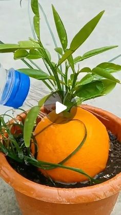 an orange sitting in a pot with water bottle on the top and plants growing out of it