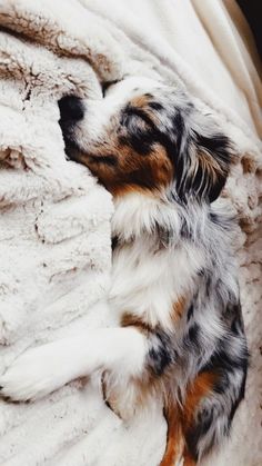 a small dog laying on top of a white blanket covered in fluffy, fuzzy blankets